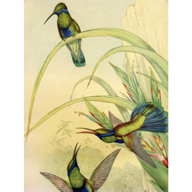 This is a lithograph from Gould of the Bolivian violet ear, a hummingbird of South America. This 1946print is by Fischer,...