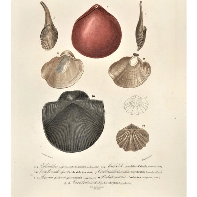 1860 Hand-Colored Antique French Seashell Lithograph For Sale - Image 4 of 5