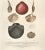 1860 Hand-Colored Antique French Seashell Lithograph For Sale - Image 4 of 5