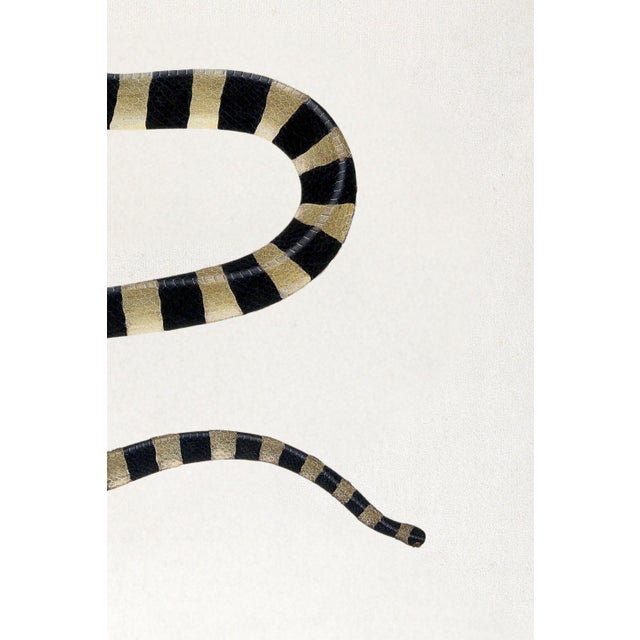 1782 Vintage Snake Art Print by Bhawani Das – Indian Natural History Wall Art - 40" X 60" For Sale - Image 9 of 10