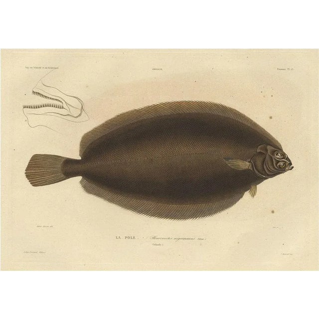 Mid 19th Century Witch Flounder, 1842, Paper For Sale - Image 5 of 5
