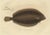 Mid 19th Century Witch Flounder, 1842, Paper For Sale - Image 5 of 5