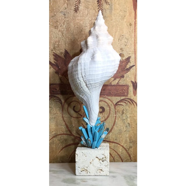 Beautiful trumpet seashell professionally mounted on genuine coral base, artistically hand embedded with fantastic...