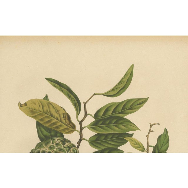 Hoola van Nooten, Sugar Apple Botanical, 1880, Chromolithograph For Sale - Image 6 of 9