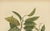 Hoola van Nooten, Sugar Apple Botanical, 1880, Chromolithograph For Sale - Image 6 of 9