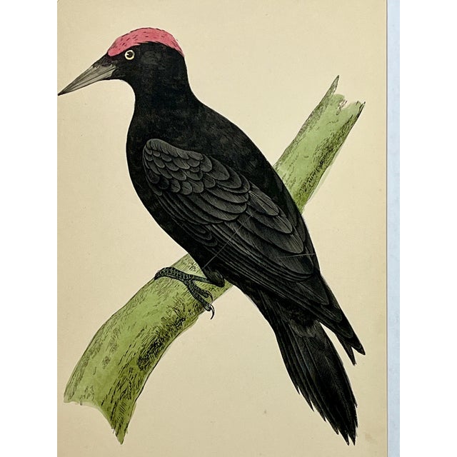 Antique Hand Tinted Bird Print From England Featuring a Majestic Black Woodpecker - Circa 1880 For Sale - Image 11 of 12