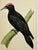 Antique Hand Tinted Bird Print From England Featuring a Majestic Black Woodpecker - Circa 1880 For Sale - Image 11 of 12