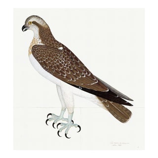 Osprey Plate 26 by Olof Rudbeck (Cfa-Wd) For Sale