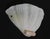 1960s Murano Shell Sconce With Pink Curl, a Pair For Sale - Image 4 of 10