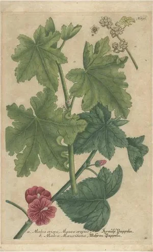 Johann Wilhelm Weinmann, Cluster Mallow and Malva Sylvestris Flowers, 1737, Copper Engraving on Paper