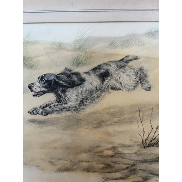 Signed French print by Leon Danchin (1887-1938) depicting an eager spaniel chasing a bunny into a hole. Framed 109/500.