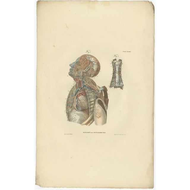 Anatomy Illustrations of Vessels and the Lymphatic System, 1839, Prints, Set of 13 For Sale - Image 6 of 15