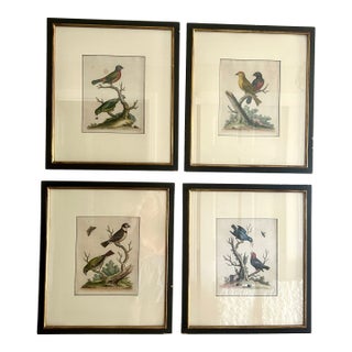 Set of 4 Framed 18th Century George Edward’s Hand Colored Bird Prints For Sale
