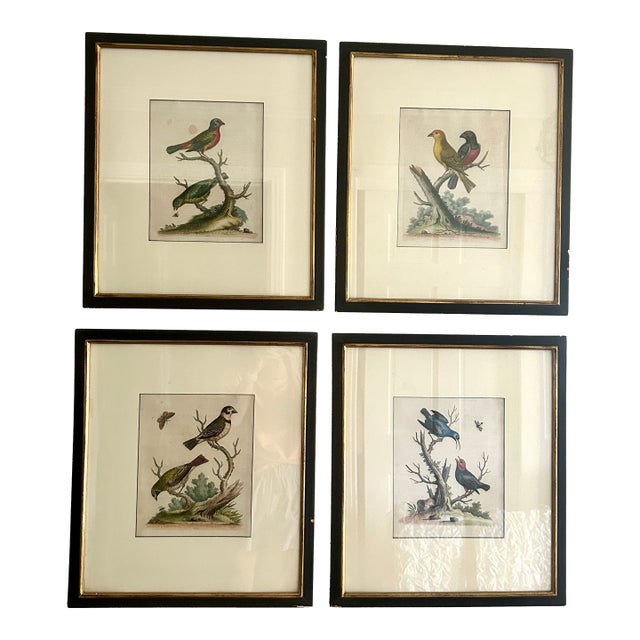 Set of 4 Framed 18th Century George Edward’s Hand Colored Bird Prints For Sale