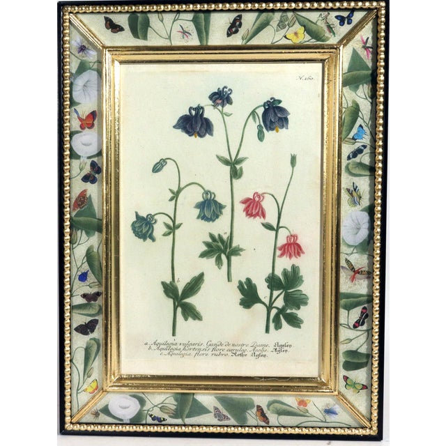 Set of Twelve Botanical Engravings by Johann Weinmann, Circa 1737–1745 For Sale - Image 10 of 16