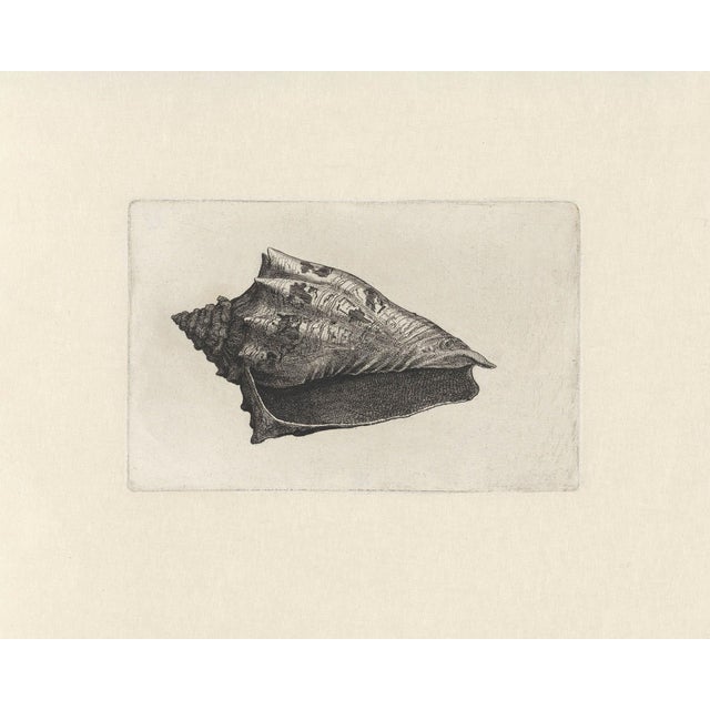 Black Antique Sea Shell Set of 9 - 11" X 14" Reproduction For Sale - Image 8 of 15