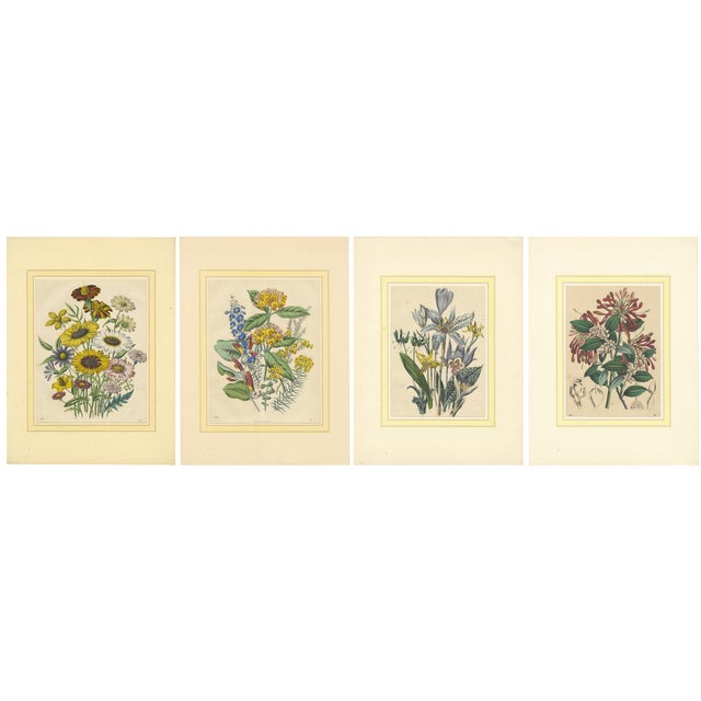 Colorful Botanical Flower Prints from Book of Worlds, 1800s, Print, Set of 4 For Sale