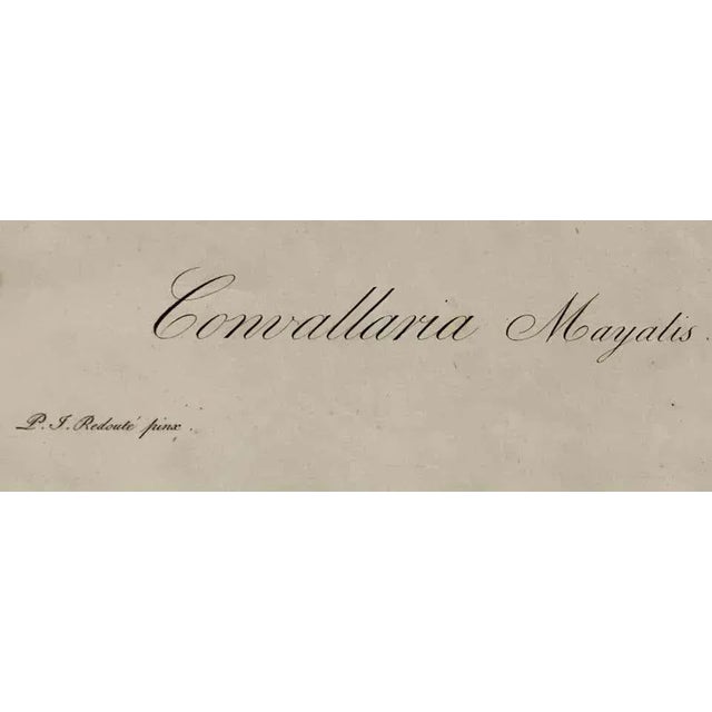 Convallaria Majalis Print Hand Colored Engraving Signed p.j. Redoute For Sale - Image 9 of 13