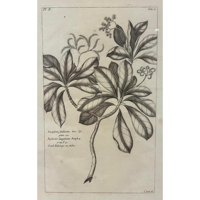 An elegant botanical print depicting *Tournefortia foetidissima*, presented in the refined tradition of historical...