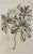 An elegant botanical print depicting *Tournefortia foetidissima*, presented in the refined tradition of historical...