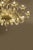 Mid-Century Modern Contemporary Champagne Venetian "Curls" Murano Blown Chandelier For Sale - Image 3 of 7