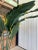 Coastal Tropical Canvas Traveler Palm Tree For Sale - Image 9 of 11