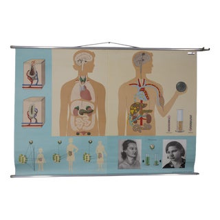 Vintage School Poster Hormones, the Bodys Active Substances from Lehrmittelverlag Wilhelm Hagemann, 1970s For Sale