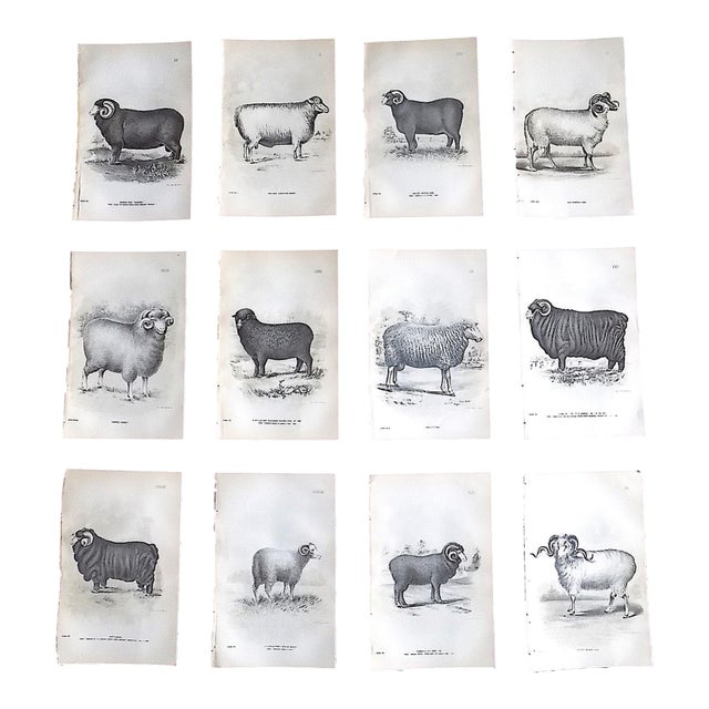 Authentic Antique 19th Century Sheep Stone Lithographs - Set of 12 For Sale