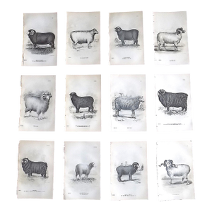 Authentic Antique 19th Century Sheep Stone Lithographs - Set of 12