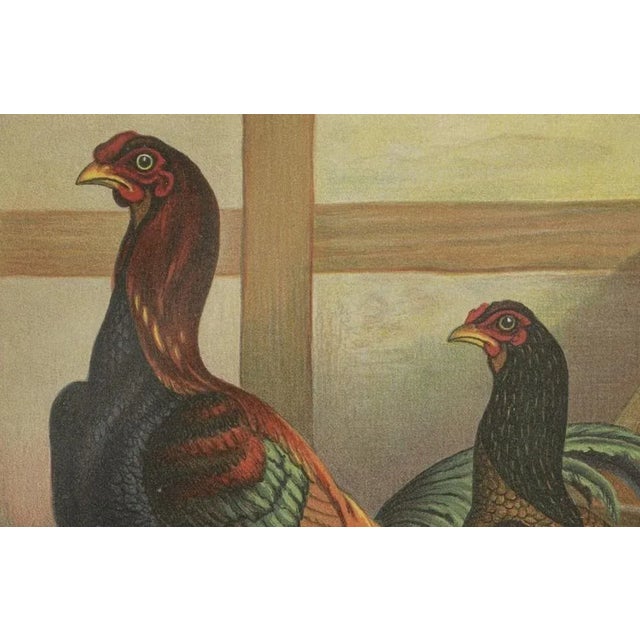 Förster, Malay Chickens, Lithograph, 1888 For Sale - Image 4 of 5