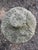 Stone Gray Mid 20th Century Mountain Spirit Wabi Sabi Concrete Garden Sculpture For Sale - Image 8 of 9