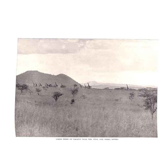 1910s "Camera Adventures in the African Wilds" 1910 Dugmore, A. Radclyffe f.r.g.s. For Sale - Image 5 of 10