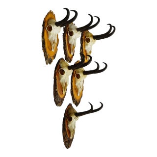 Vintage Collection of Six Chamois Trophies on Wooden Plaques, Germany Ca. 1960s For Sale