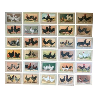 Authentic Collection of 19th Century Kramer Chicken Chromolithographs in Color For Sale