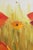 Hand Painted Oil Painting on Canvas Bright Poppy Flowers For Sale - Image 12 of 13