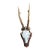 Roe Deer Trophy 37 Black Forest Antlers Mount For Sale