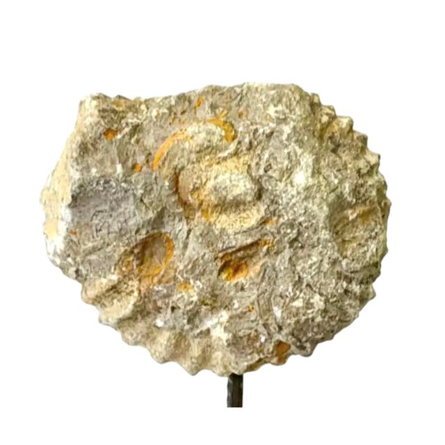 Stone Ammonite Fossil Sculpture on Wooden Stand, Organic Modern Design For Sale - Image 7 of 8