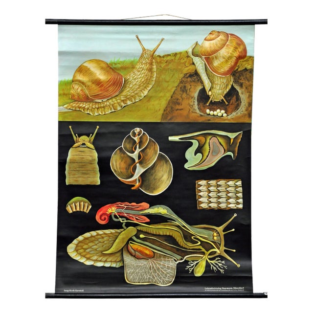 Vintage Apple Snail Escargot Poster Print Wall Chart by Jung Koch Quentell For Sale