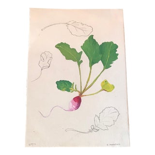 French Radish & Foliage Watercolor Design Study Painting For Sale