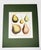 Here is a vintage hand-painted botanical lithograph featuring pears by artist L.B. and originally engraved by Breant Sculp...