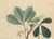 Siphonia Elastica, 1800s, Paper For Sale - Image 3 of 10