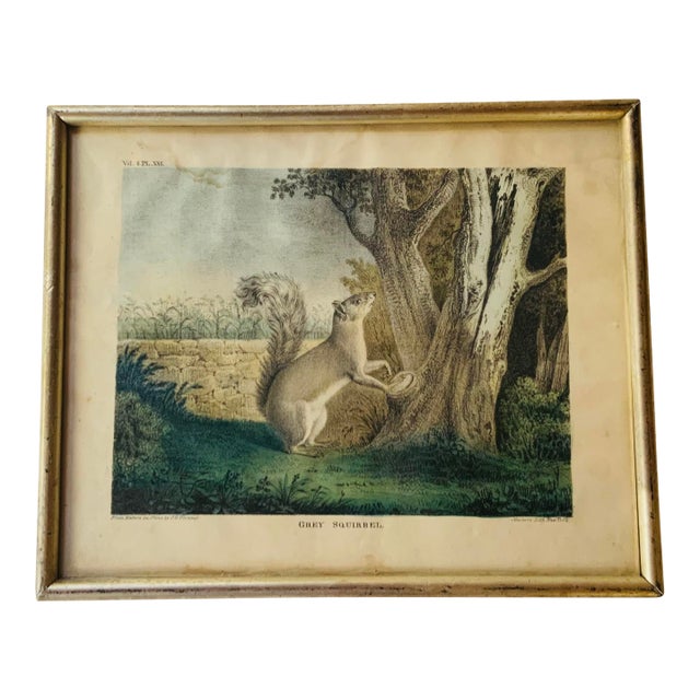 Antique Hand-Colored Lithograph: Gray Squirrel - j.g. Keulemans Nature on Stone For Sale