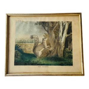 Antique Hand-Colored Lithograph: Gray Squirrel - j.g. Keulemans Nature on Stone