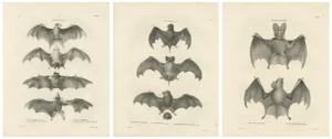 Cornelis Christiaan Antonie Last, Bats, 1836, Paper, Set of 3