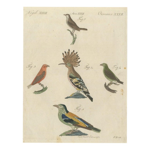 Bertuch, Hoopoe, Roller and Crossbills, 1805, Print For Sale