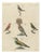 Bertuch, Hoopoe, Roller and Crossbills, 1805, Print For Sale