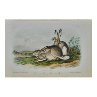 Townsend's Rocky Mountain Hare: An Original Audubon Hand-Colored Lithograph, 1849-1854 For Sale