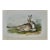 Townsend's Rocky Mountain Hare: An Original Audubon Hand-Colored Lithograph, 1849-1854 For Sale