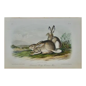 Townsend's Rocky Mountain Hare: An Original Audubon Hand-Colored Lithograph, 1849-1854