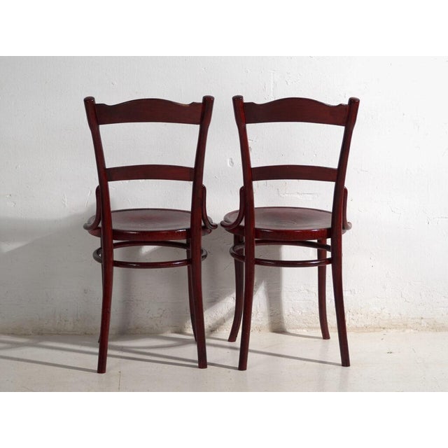 Wood Antique Bentwood Chairs, Central Europe, 1900s, Set of 4 For Sale - Image 7 of 14